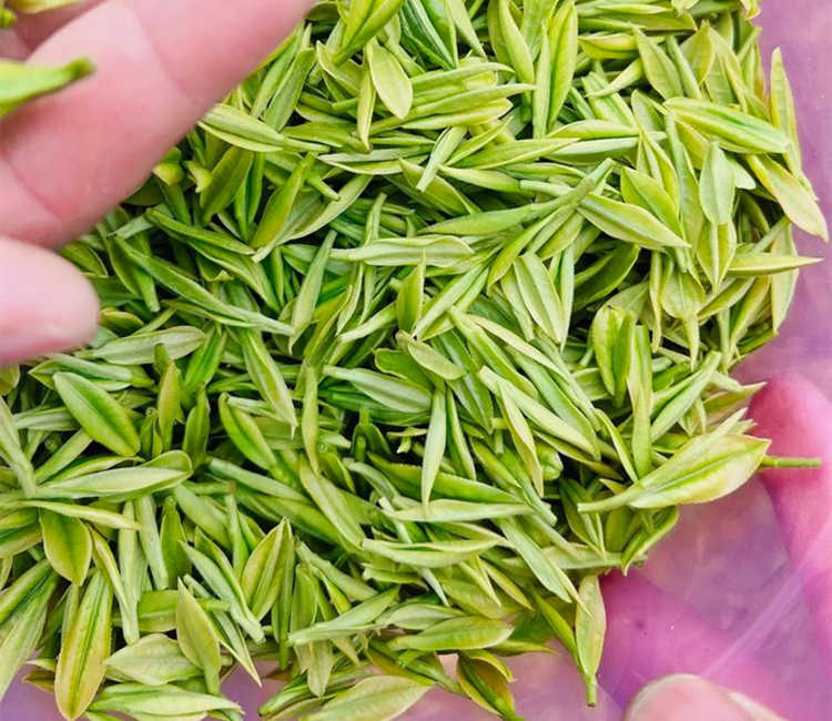 商丘永城市安吉白茶專賣店,永城安吉白茶【價格、圖片、地址、聯系方式】