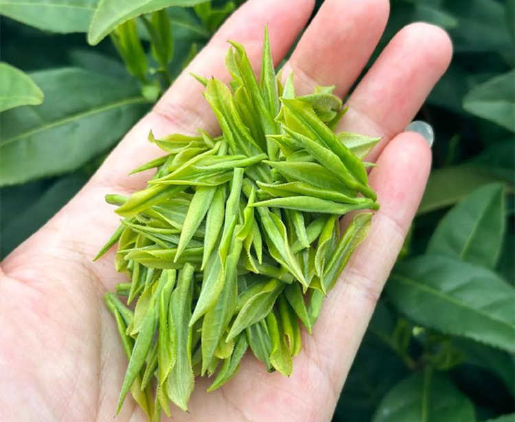 商丘民權縣安吉白茶專賣店，民權縣安吉白茶【價格、圖片、地址、聯系方式】