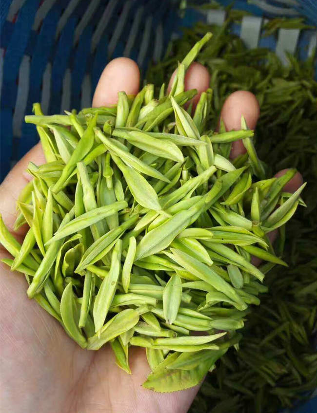 安吉白茶圖片,浙江湖州安吉白茶圖片大全