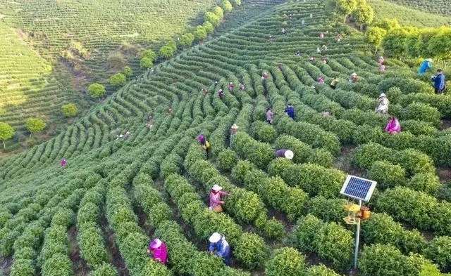 湖北咸豐白茶：茶韻飄香，融合發展的魅力之地