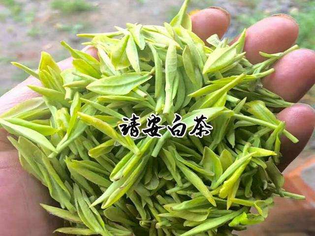 江西靖安白茶在茶產業發展方向