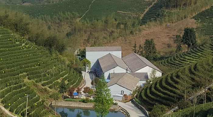 安吉縣張家山茶葉專業合作社，昆銅鄉安吉白茶品牌企業