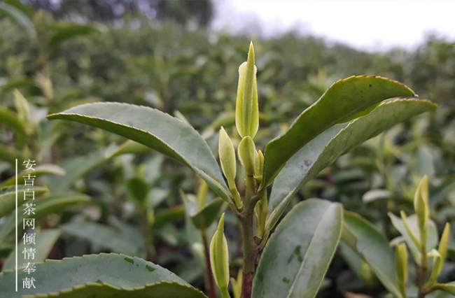 安吉柏茗茶場，吟詩牌安吉白茶品牌介紹