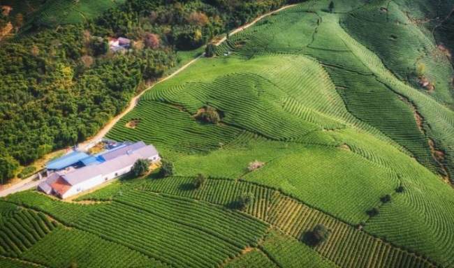 安吉縣霞楓茶場，呂茗白茶安吉白茶協會成員