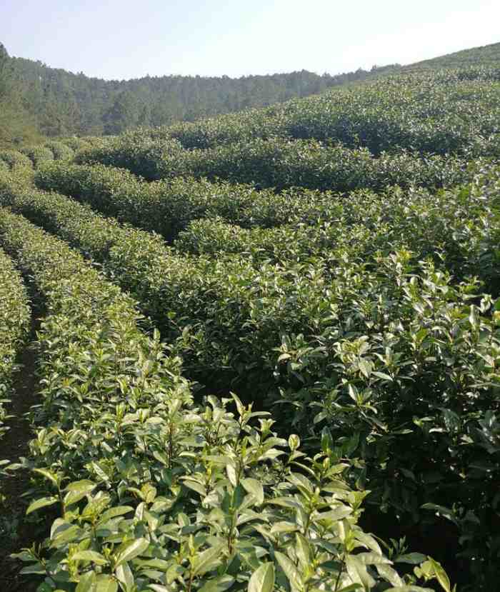 安吉筆架山茶場，黃國平，安吉白茶品牌企業