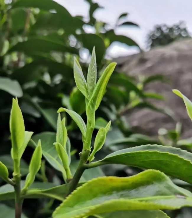 安徽名優特產岳西翠蘭，岳西翠蘭茶圖片介紹
