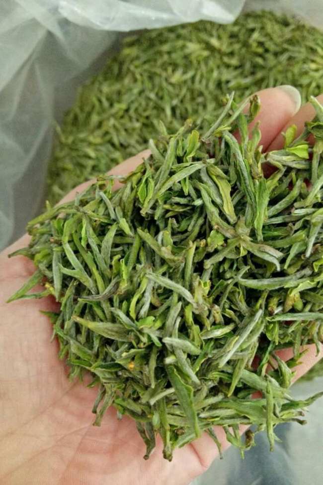 安徽名優特產岳西翠蘭，岳西翠蘭茶圖片介紹