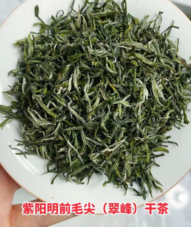 陜西富硒紫陽毛尖茶怎么樣，紫陽毛尖茶圖片介紹