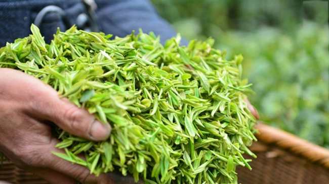 陜西富硒紫陽毛尖茶怎么樣，紫陽毛尖茶圖片介紹