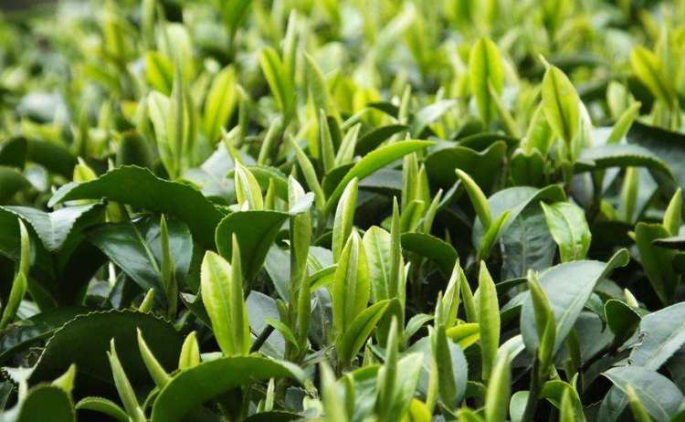 紫陽毛尖茶屬于什么茶，陜西富硒紫陽毛尖茶簡介