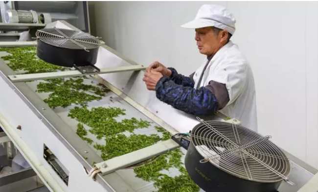 紹興日鑄雪芽茶怎么樣，日鑄雪芽茶圖片介紹