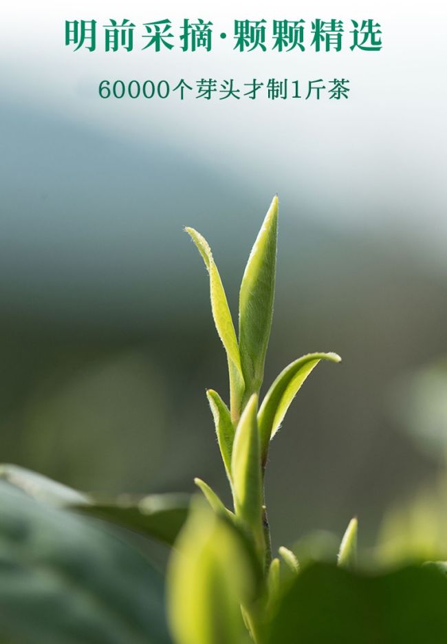 安化松針茶沖泡方法步驟，安化松針怎么泡好喝