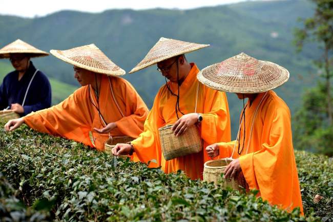 普陀佛茶品牌有哪些，正宗普陀佛茶價格多少錢一斤