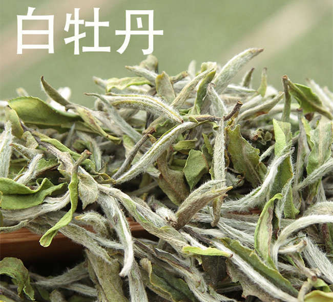 福鼎白茶與安吉白茶有什么區別,福鼎白茶的功效與作用有哪些