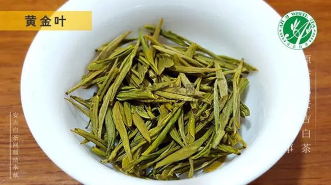 安吉白茶、安吉奶白皇金芽、黃金芽、黃金葉怎么區別