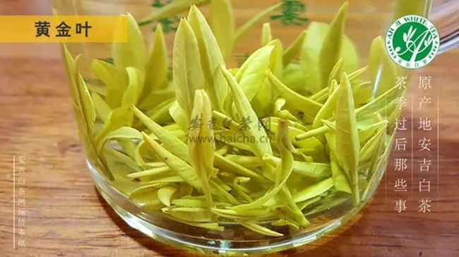 安吉白茶、安吉奶白皇金芽、黃金芽、黃金葉怎么區別