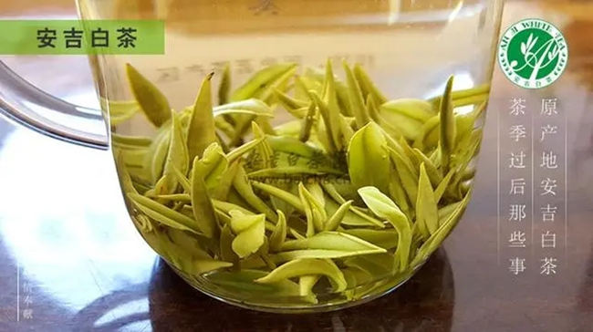 安吉白茶、安吉奶白皇金芽、黃金芽、黃金葉怎么區別
