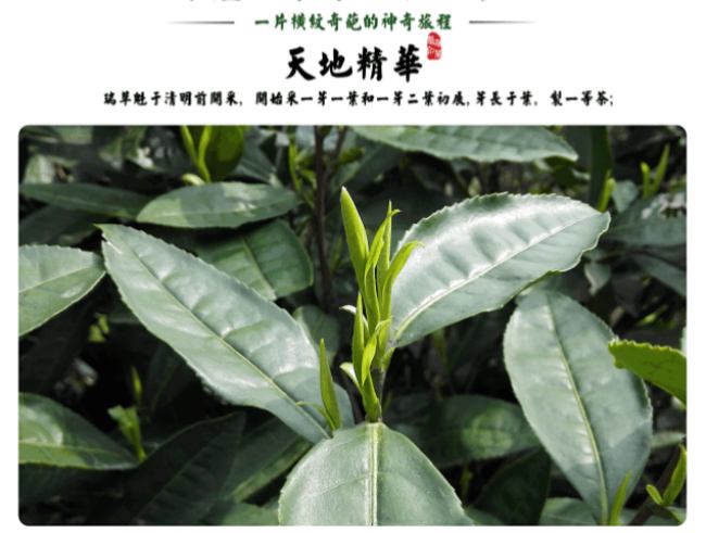 安徽鴉山茶怎么樣，瑞草魁茶圖片大全簡介