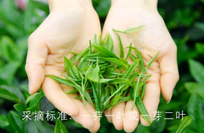 四川雅安峨眉毛峰茶怎么樣，峨眉毛峰茶圖片介紹