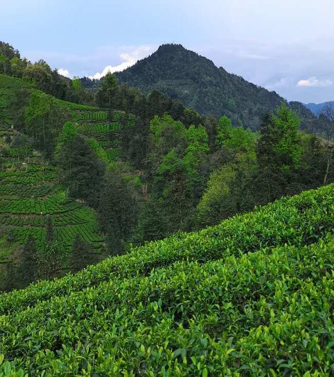 四川雅安峨眉毛峰茶怎么樣，峨眉毛峰茶圖片介紹