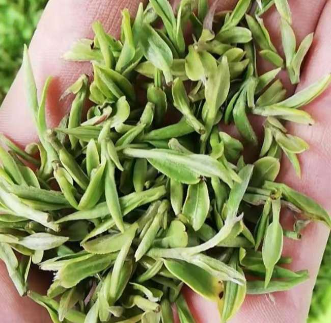 江西九龍茶怎么樣，安遠九龍茶圖片介紹