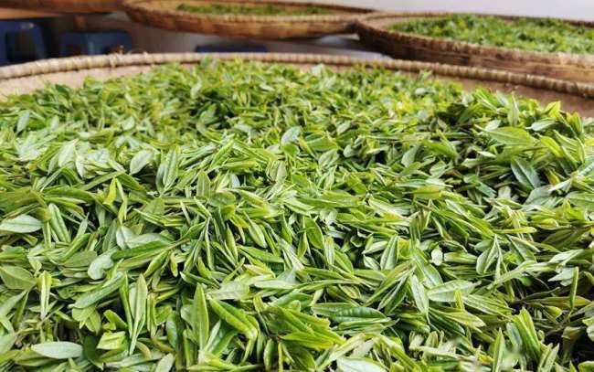 江西九龍茶怎么樣，安遠九龍茶圖片介紹