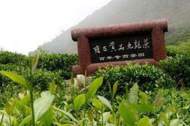 江西九龍茶怎么樣，安遠九龍茶圖片介紹