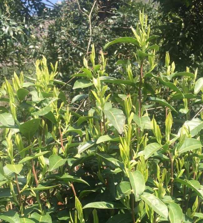 雁蕩毛峰茶怎么樣,樂清雁蕩毛峰圖片介紹