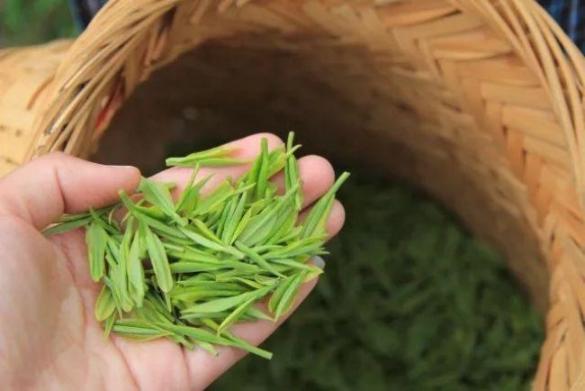 天尊貢芽茶怎么樣,桐廬天尊貢芽茶圖片簡介