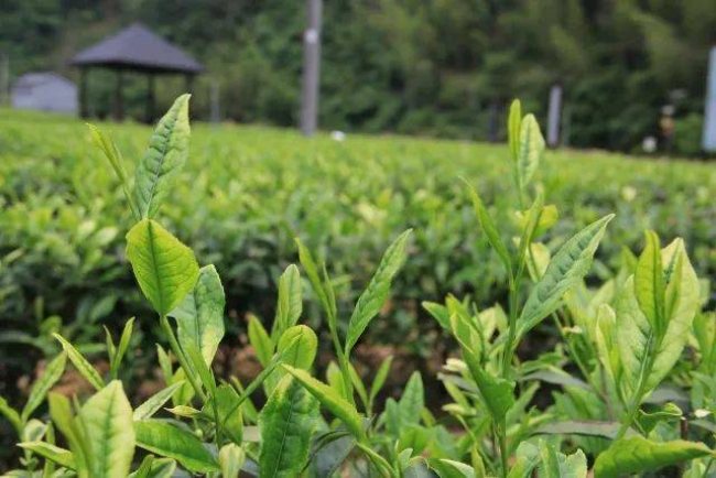 天尊貢芽茶屬于什么茶，桐廬特產天尊貢芽茶怎么樣