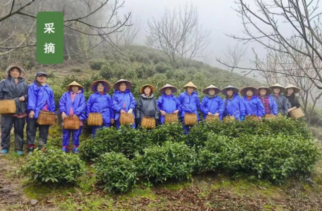 宣城敬亭綠雪茶怎么樣，安徽敬亭綠雪茶圖片簡介