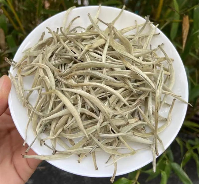 福鼎白茶、安吉白茶、云南月光白的區別有哪些,白茶是什么茶