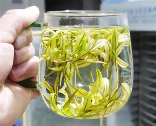 福鼎白茶、安吉白茶、云南月光白的區別有哪些,白茶是什么茶