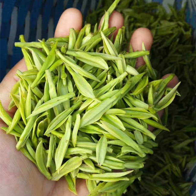 浙江安吉白茶的口感香味特點介紹,安吉白茶味道怎么樣