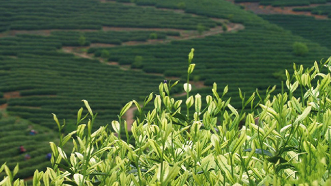 原產地安吉白茶品牌有哪些，浙江安吉白茶主要產區分布