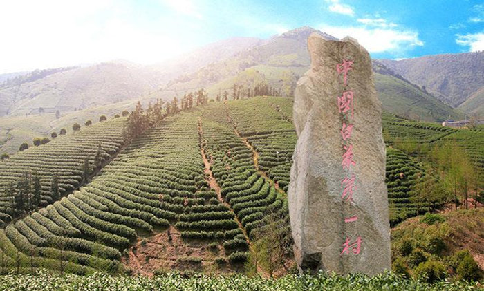 正宗安吉白茶青葉批發地址,安吉白茶干茶中國茶城交易地址