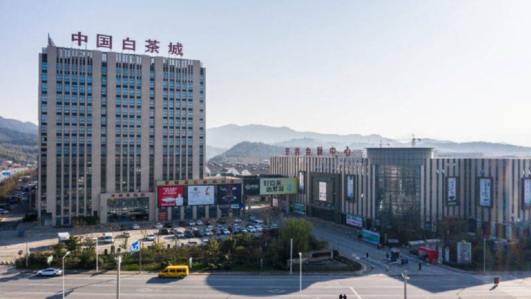 正宗安吉白茶青葉批發地址,安吉白茶干茶中國茶城交易地址