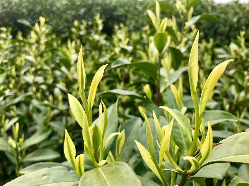 【安吉白茶價格表】安吉白茶價格多少錢一斤【批發價格】