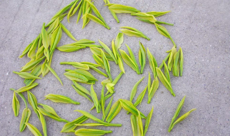 【安吉白茶價格表】安吉白茶價格多少錢一斤【批發價格】