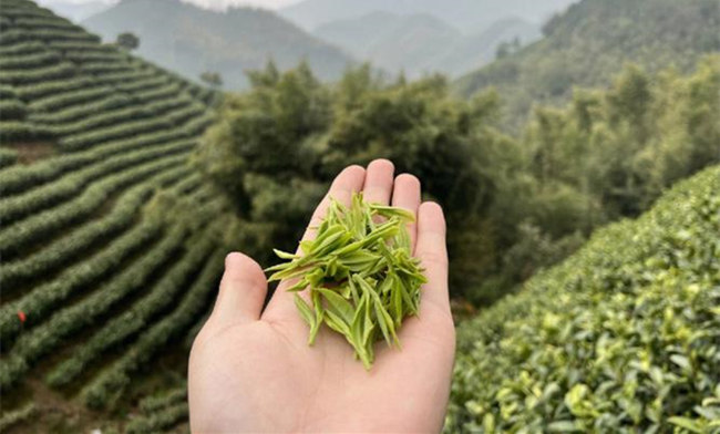 2026年安吉白茶新茶采摘上市時間表,今年安吉白茶什么時候采摘
