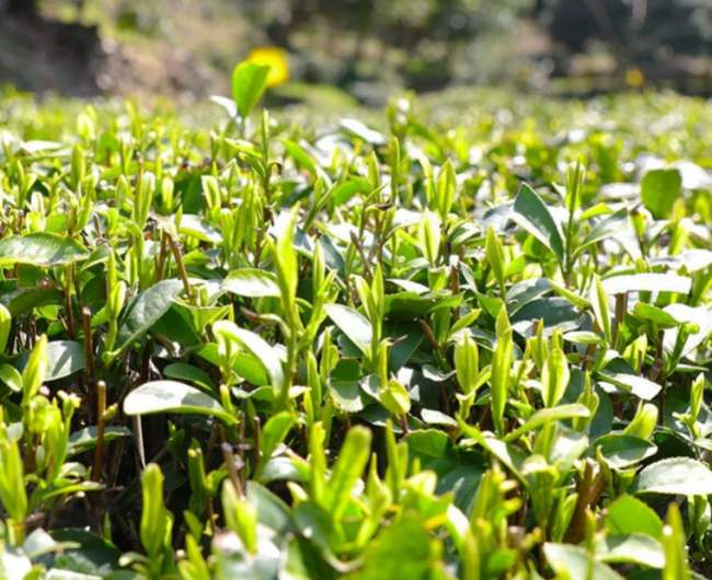 老竹大方茶生成環境怎么樣，老竹大方茶核心產區在哪里