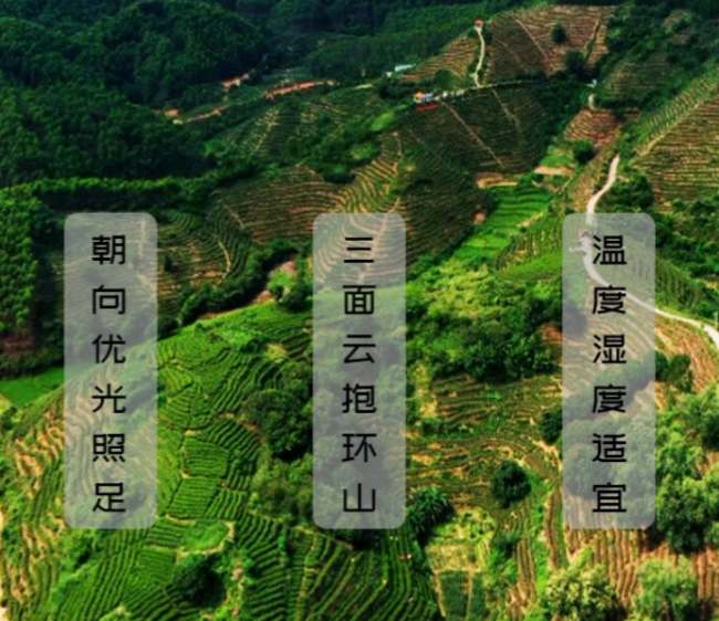 桂平特產西山茶怎么樣，廣西桂平西山茶圖片簡介