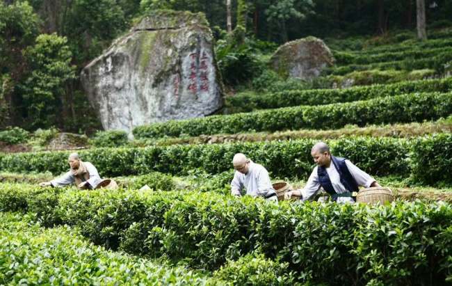 桂平特產西山茶怎么樣，廣西桂平西山茶圖片簡介