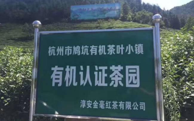 千島湖鳩坑毛尖茶怎么樣，淳安特產鳩坑毛尖茶圖片介紹