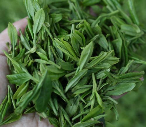 恩施玉露茶怎么樣，湖北恩施玉露茶圖片介紹