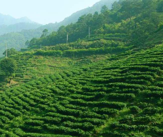 永川秀芽茶生長環境怎么樣，綠茶永川秀芽茶核心產區在哪里