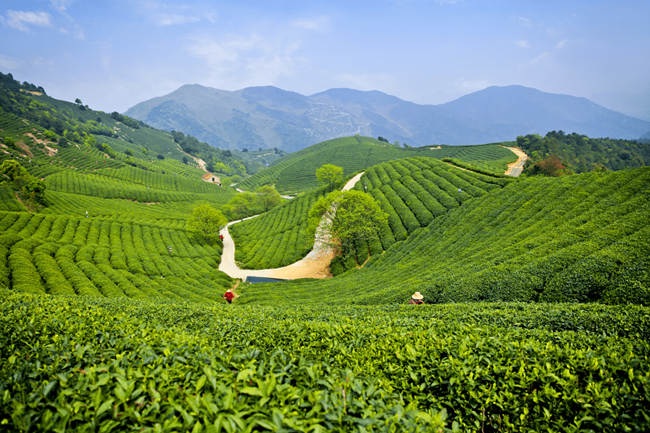 杭州徑山茶怎么樣，余杭特產徑山茶圖片介紹