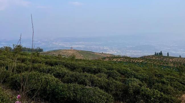 昆明寶洪茶怎么樣，云南特產寶洪茶圖片介紹
