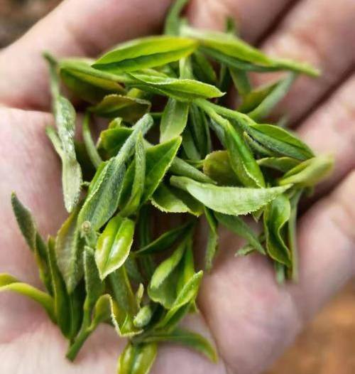 昆明寶洪茶怎么樣，云南特產寶洪茶圖片介紹