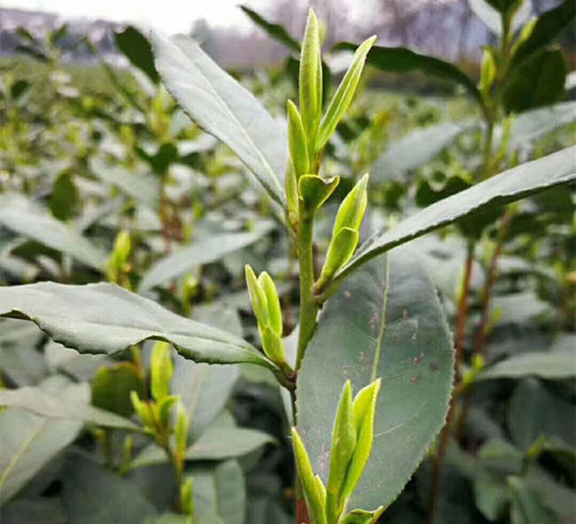 漢中午子仙毫茶怎么樣,陜西午子仙毫茶圖片簡介